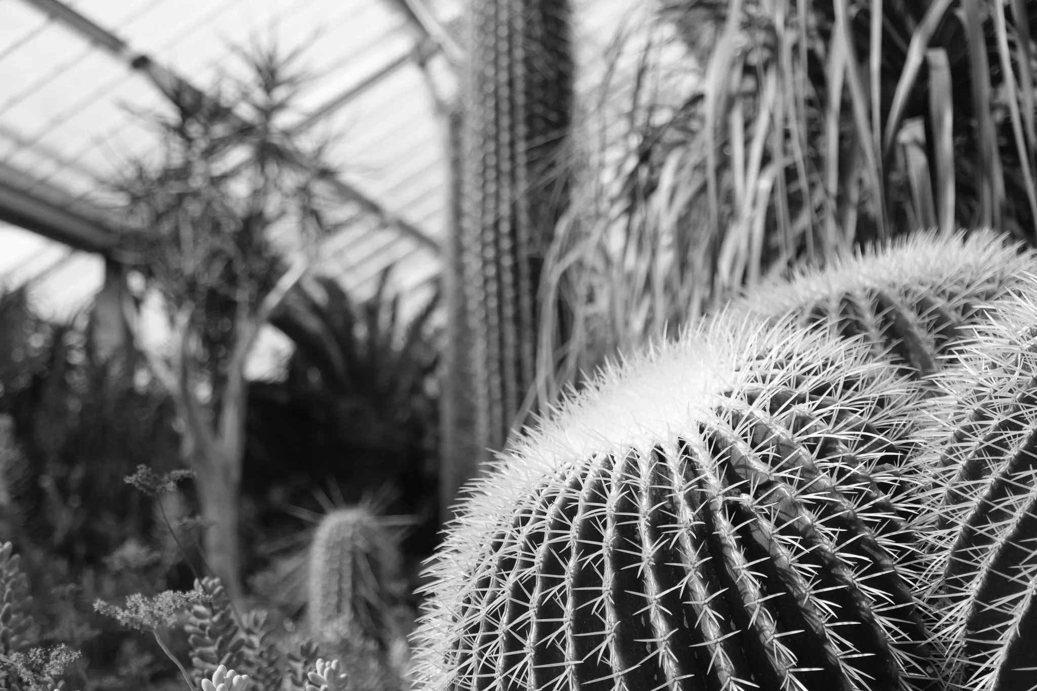 The Cacti II